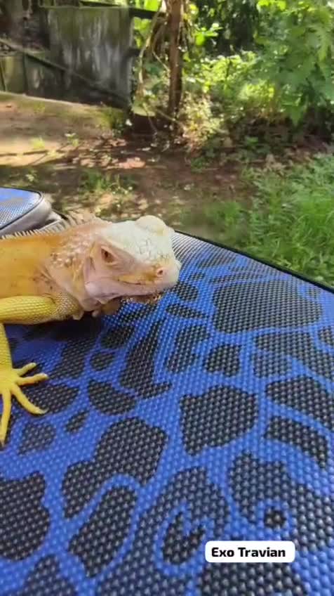 Iguana, farm video