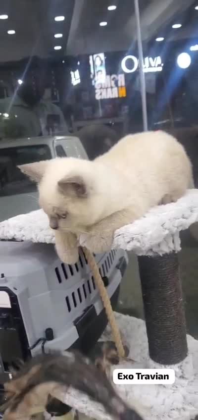 Exotic Short Hair Kitten, farm video