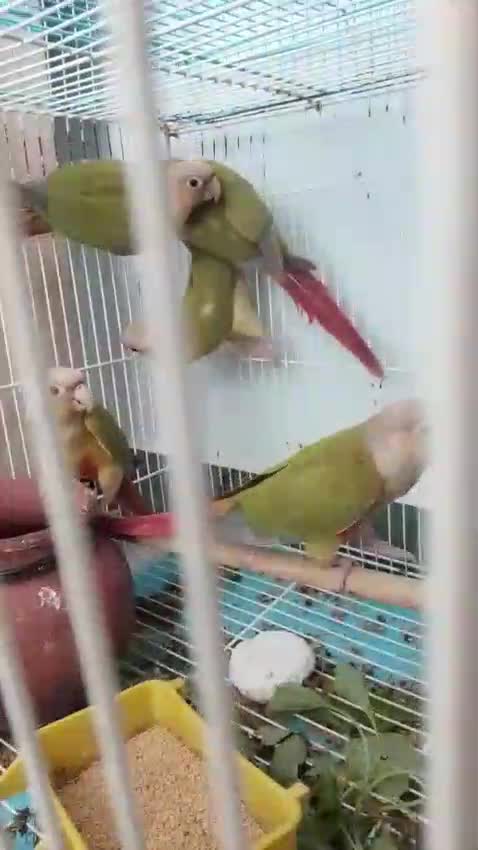 Pineapple Headed Conure, farm video