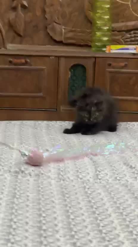 Persian, farm video