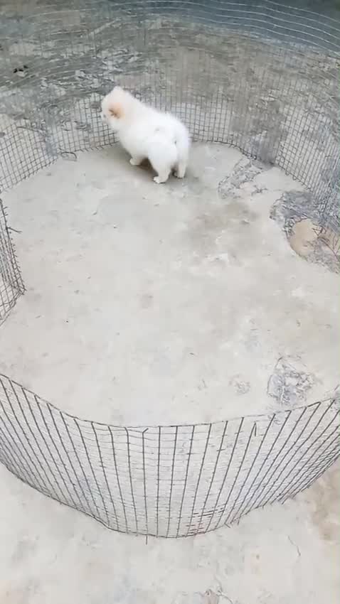 Culture Pom Puppy, farm video