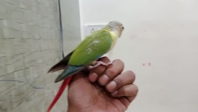 Pineapple Headed Conure, farm video