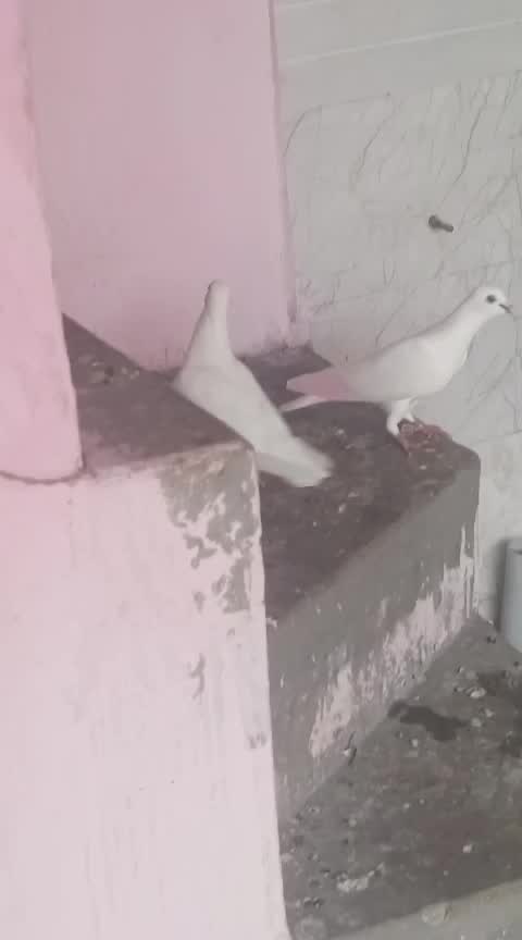 Chotiyal Pigeon, farm video