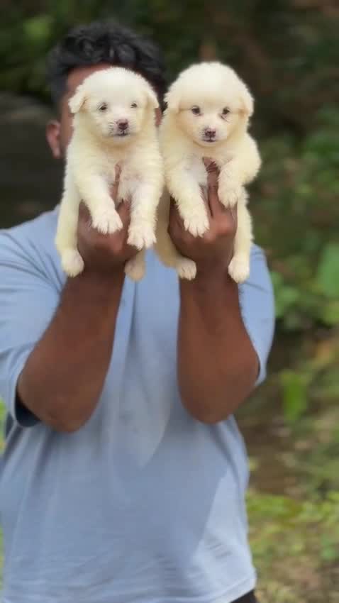 Pomeranian Puppy, farm video