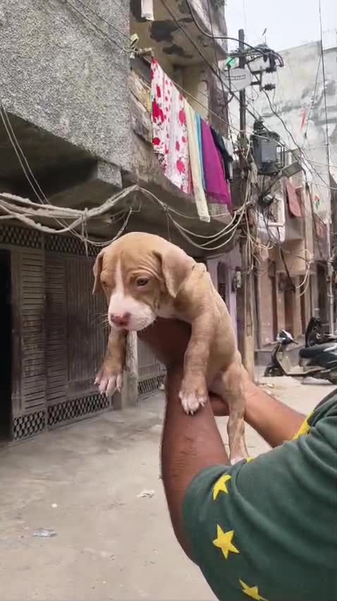 Pitbull Terrier Puppy, farm video