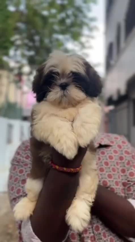 Shih Tzu | Tri Color Puppy, farm video