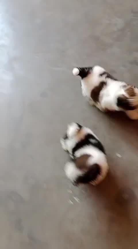 Shih Tzu | Tri Color Puppy, farm video