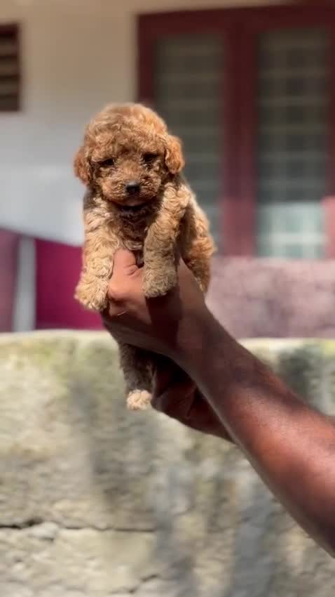 Toy Poodle Puppy, farm video