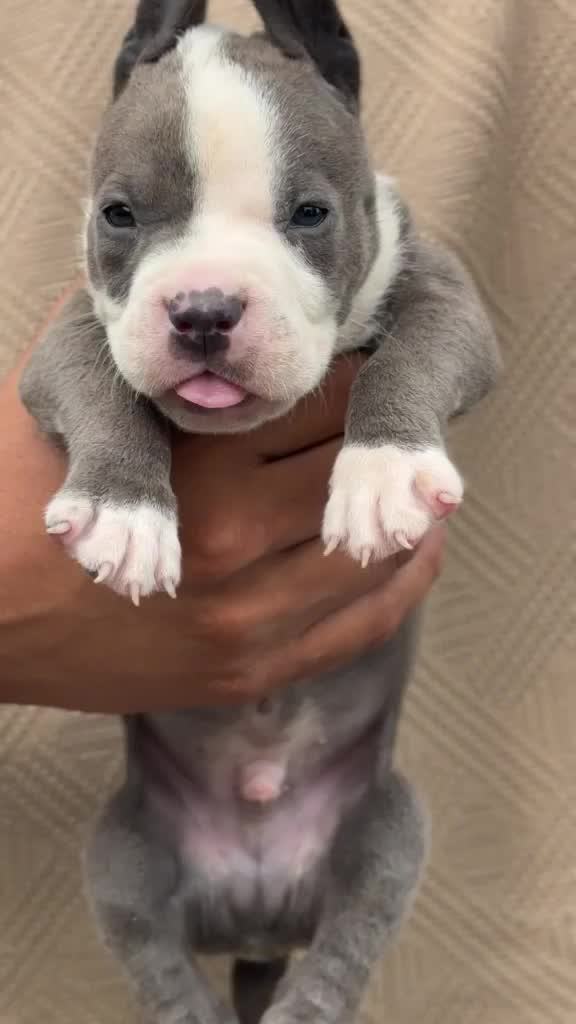 American Bully Pocket Size Puppy, farm video