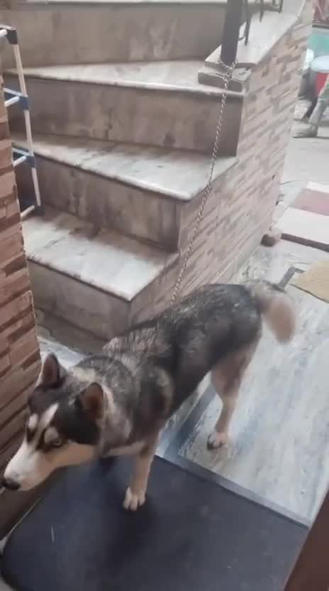 Siberian Husky Puppy | Black & White Color, farm video