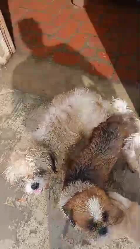 Shih Tzu | Tri Color Puppy, farm video