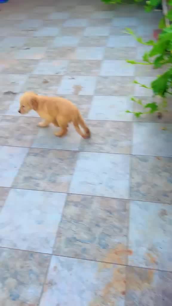 Golden Retriever, farm video