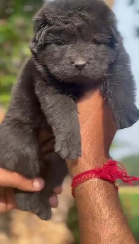 German Shepherd Puppy, farm video