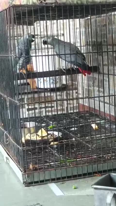 African Grey Parrot, farm video