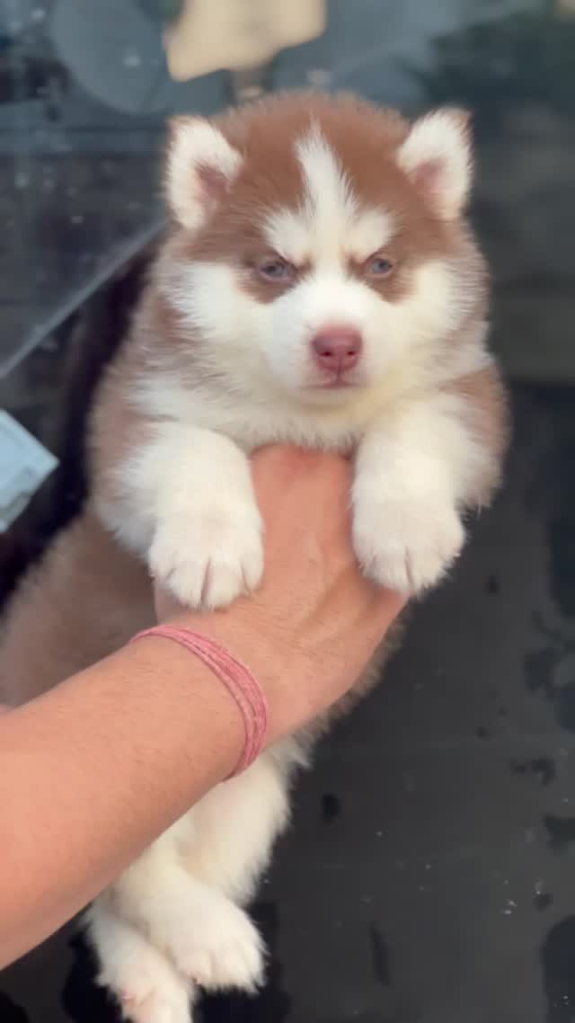 Siberian Husky Puppy | Black & White Color, farm video