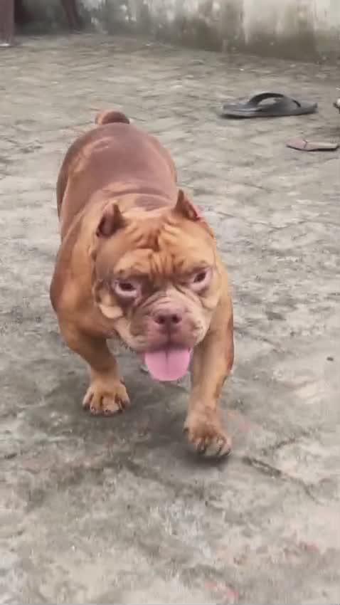 American Bully Pocket Size Puppy, farm video