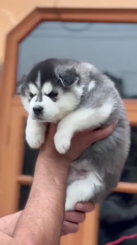 Siberian Husky Puppy | Black & White Color, farm video