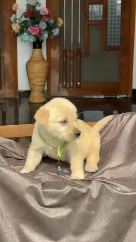 Beagle Black & Tan Puppy, farm video