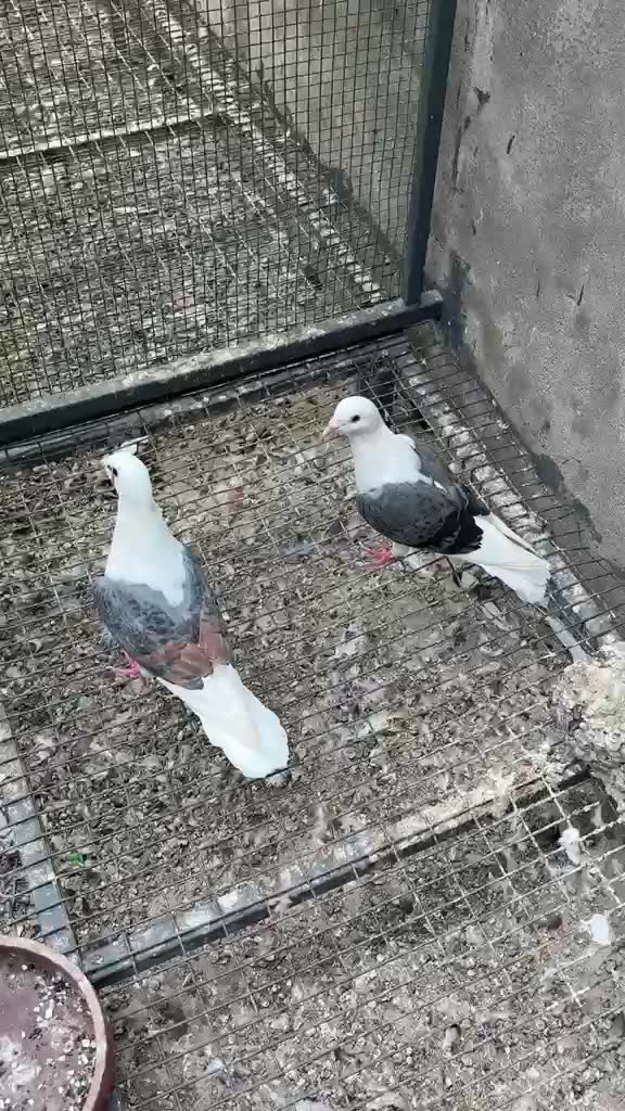 Chotiyal Pigeon, farm video