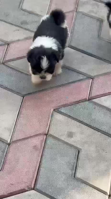 Shih Tzu | Black Color, farm video