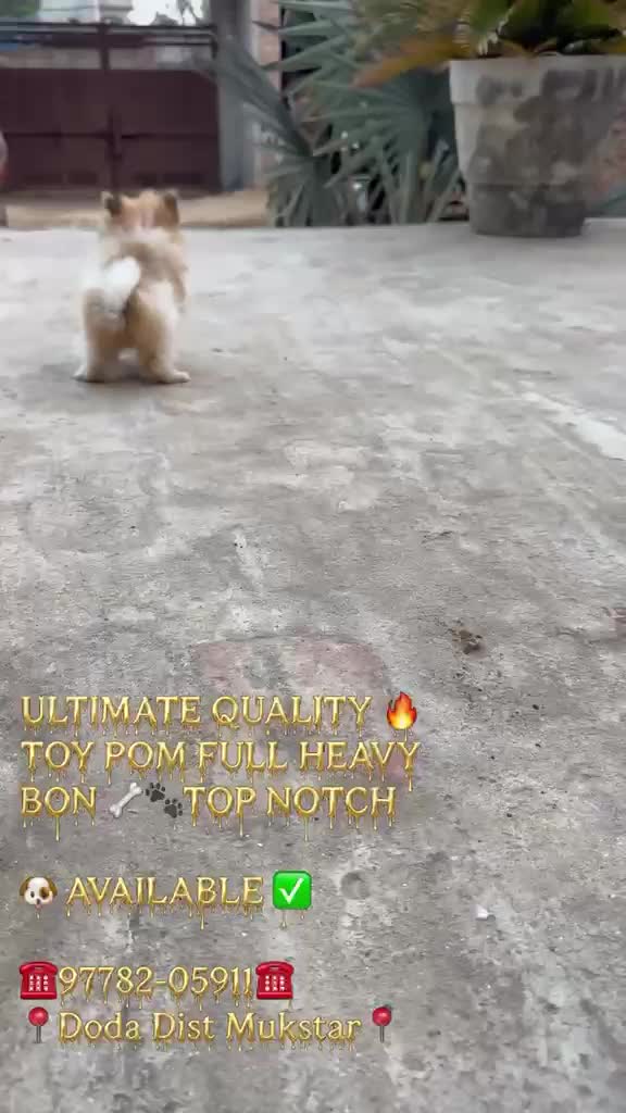 Toy Poodle Puppy, farm video
