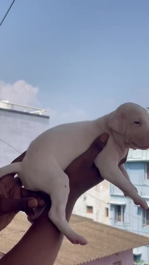 Rajapalayam Puppy, farm video
