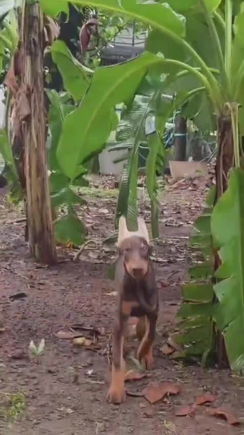 Doberman Pinscher Puppy, farm video