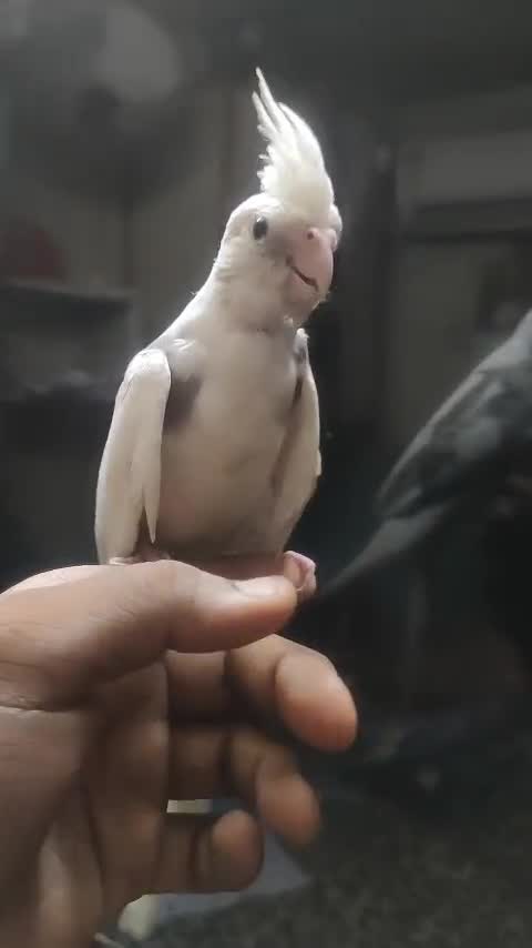 Cockatiel, farm video