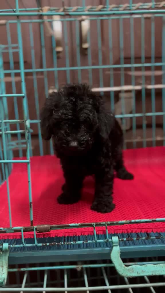 Toy Poodle Puppy, farm video
