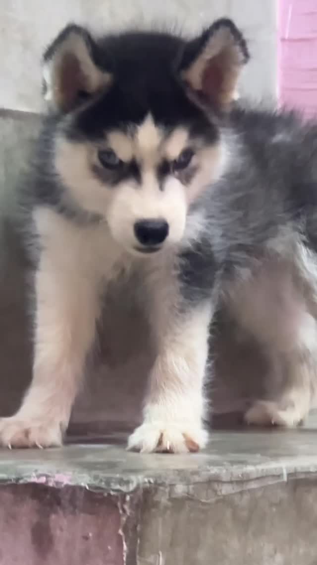 Siberian Husky Puppy | Black & White Color, farm video