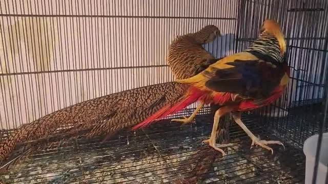 Golden Pheasant, farm video