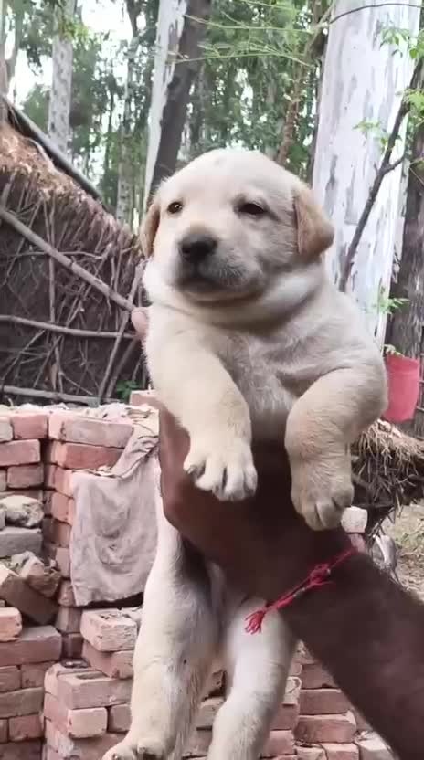 Beagle Black & Tan Puppy, farm video
