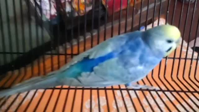 Budgies | Fallow, farm video