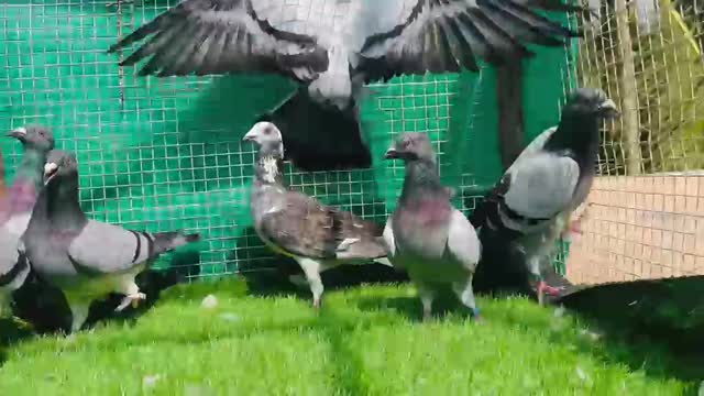 Fantail Pigeon, farm video