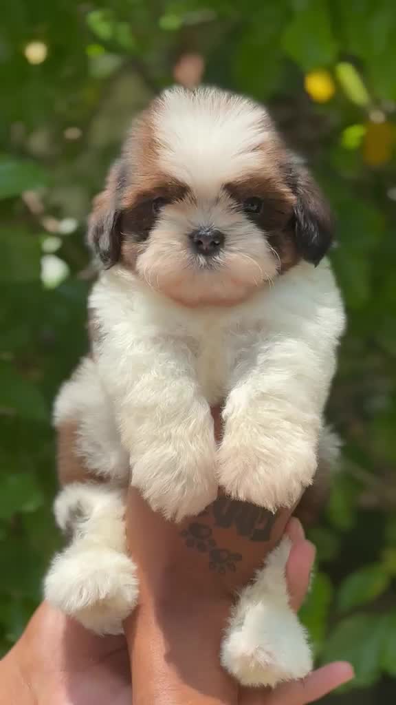 Shih Tzu | Black Color, farm video