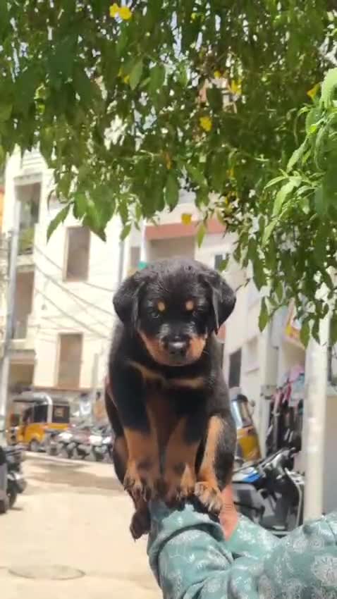 Rottweiler Puppy, farm video