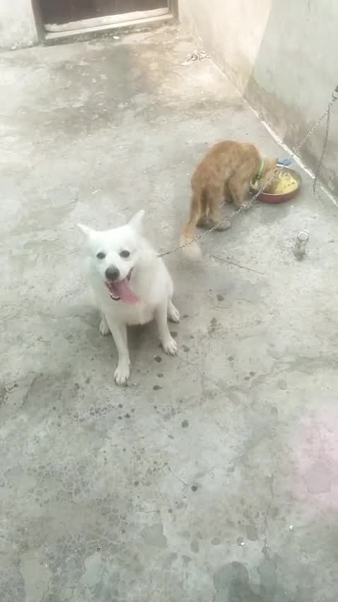 Culture Pom Puppy, farm video
