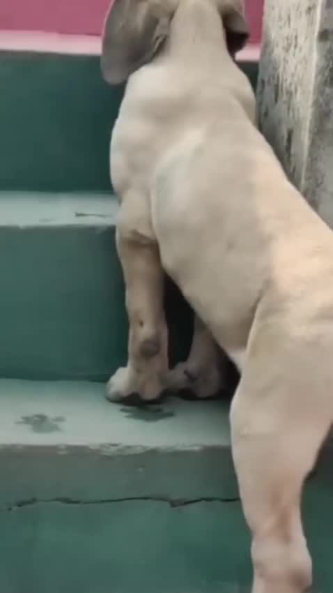 English Bull Dog Puppy, farm video