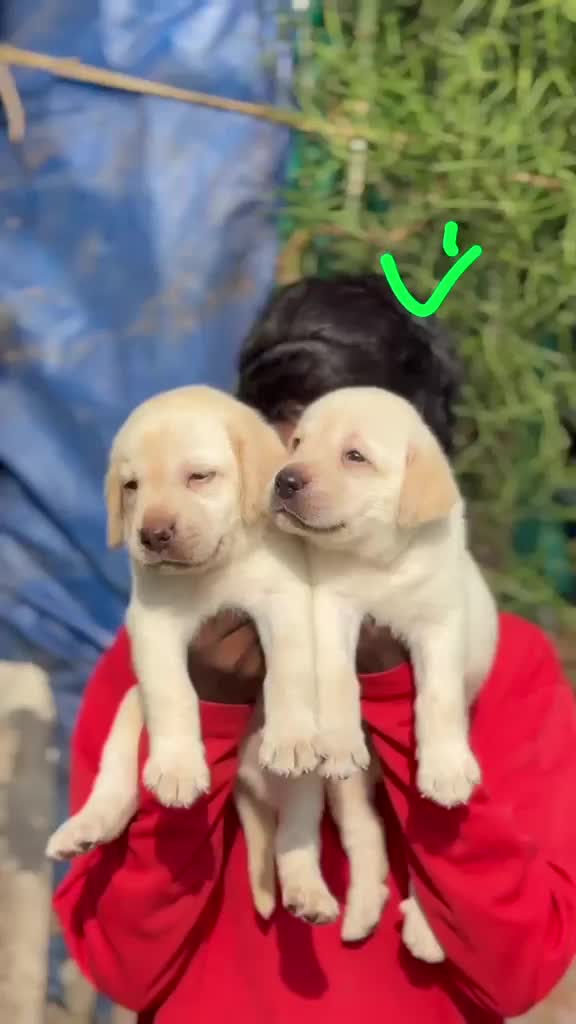 Beagle Black & Tan Puppy, farm video