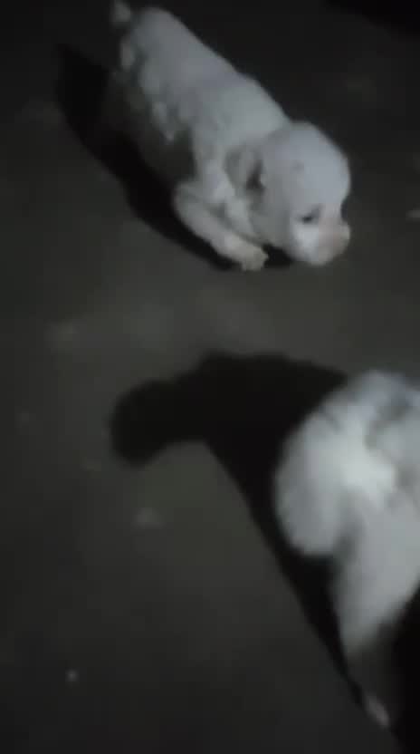 Culture Pom Puppy | Orange Color, farm video