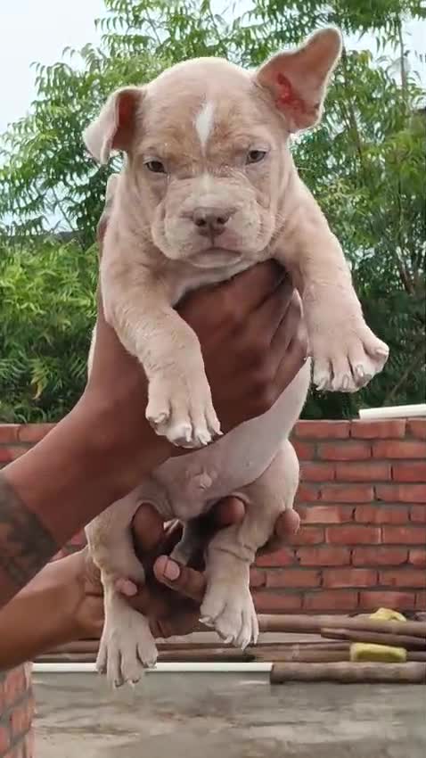 American Bully Pocket Size Puppy, farm video