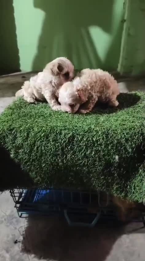 Maltipoo Puppy, farm video