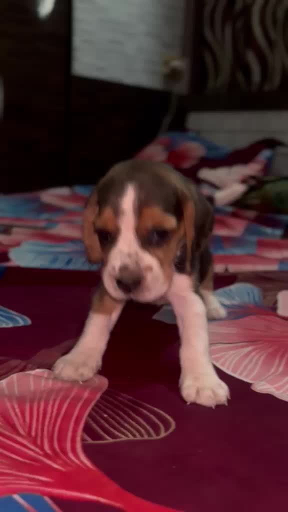 Beagle Black & Tan Puppy, farm video