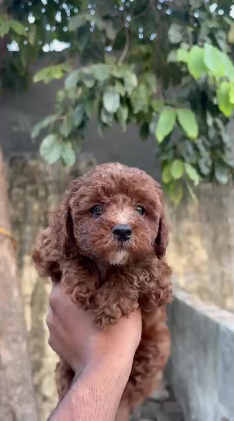 Standard Poodle Puppy | White, farm video