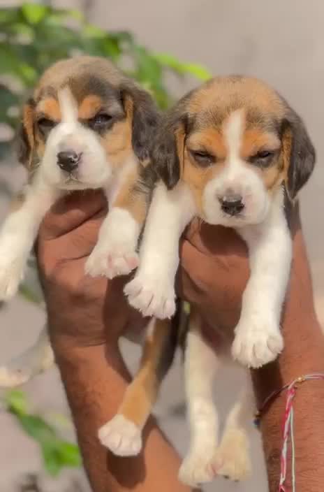 Beagle Black & Tan Puppy, farm video