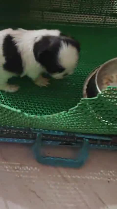 Shih Tzu | Black Color, farm video