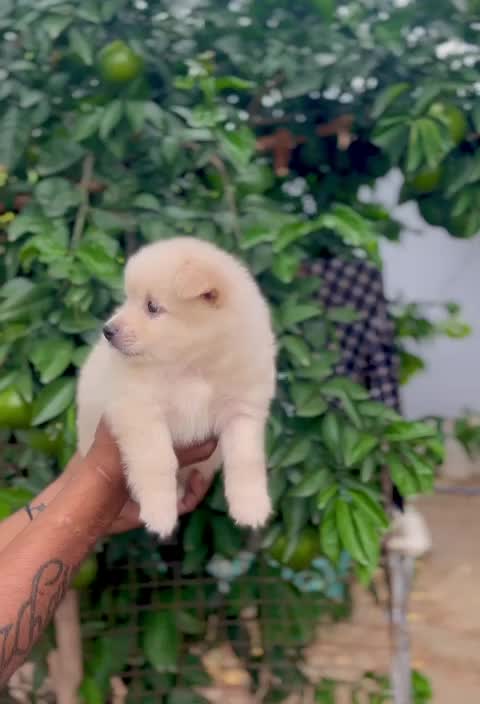 Culture Pom Puppy | Orange Color, farm video