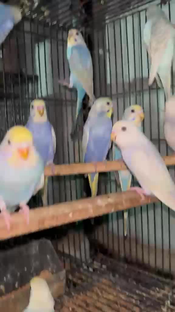 Budgies | Fallow, farm video