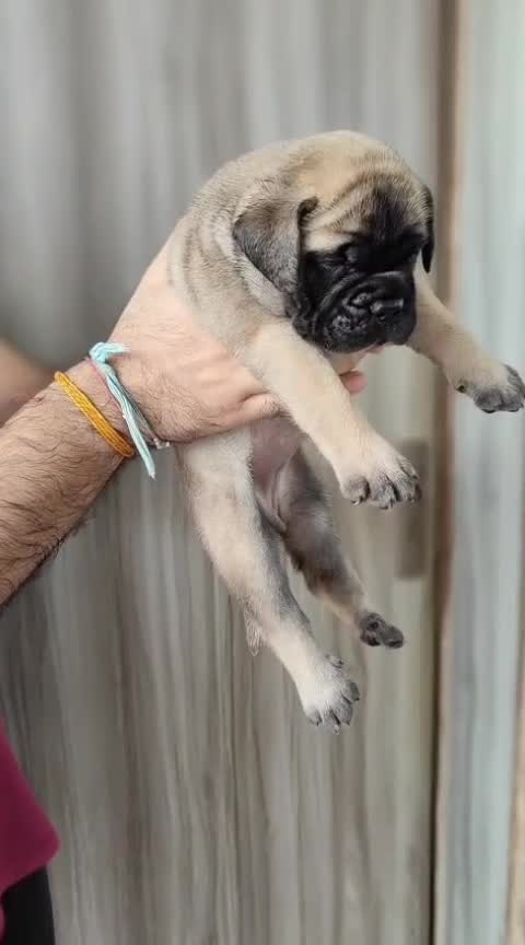 Bullmastiff, farm video