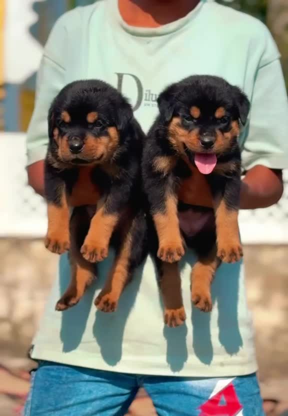 Rottweiler Puppy, farm video